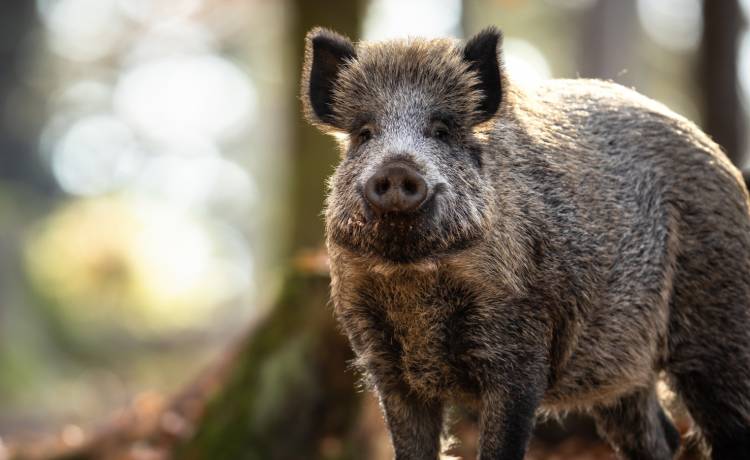 Dziki buszują po miastach. Jak zachować się w czasie bezpośredniego spotkania ze zwierzętami? Oto kilka ważnych zasad