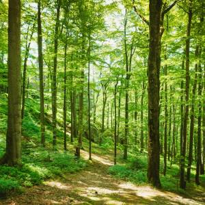 Unia chce zasadzić miliardy drzew. Największy projekt od lat