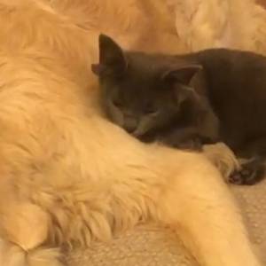 Na świecie pojawił się kot z... czterema uszami! Natychmiast stał się gwiazdą Instagrama [FOTO]