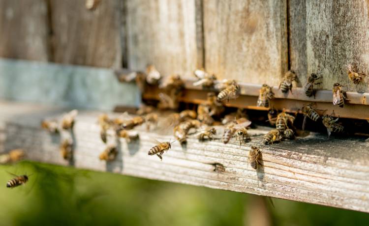 Miliony pszczół na drodze. "Mam nadzieję, że nigdy więcej czegoś takiego nie doświadczę" [FOTO]