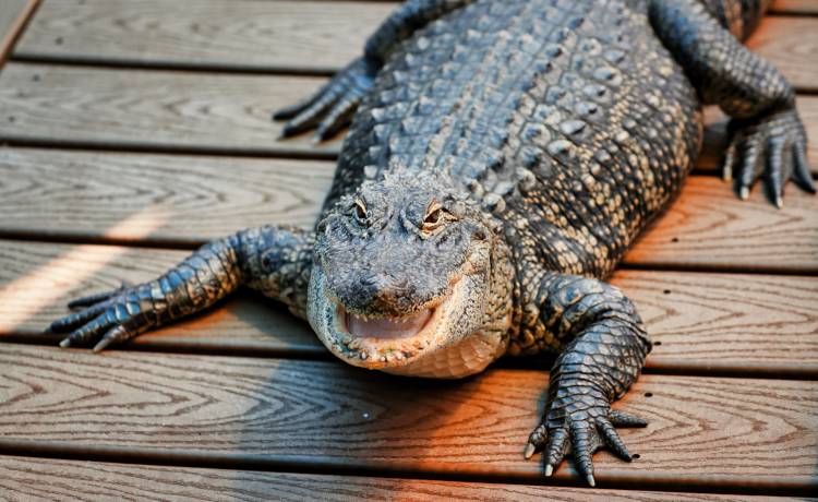 Usłyszała pukanie do drzwi. Kiedy je otworzyła, nie wierzyła własnym oczom! [FOTO]
