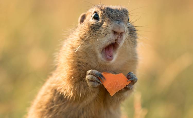 Zyzuś tłuścioch, rozciągnik mchuś, strojniś nadobny. Oto najzabawniejsze nazwy zwierząt [FOTO]