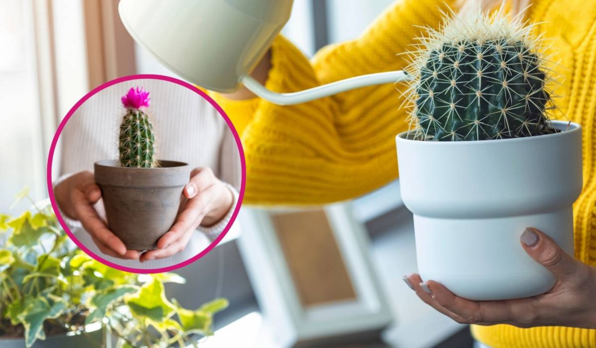 Co ile podlewać kaktusy? Zrób w domu naturalny nawóz i zachwycaj się