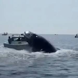 Na stojącej obok łodzi wylądował wieloryb! [WIDEO]