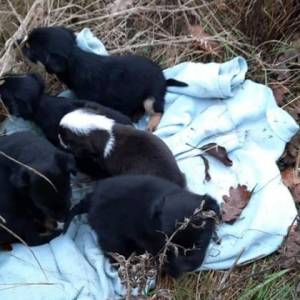 Porzucone, głodne i zapchlone... Taki los spotkał piątkę uroczych szczeniąt. Potrzebna pilna pomoc!