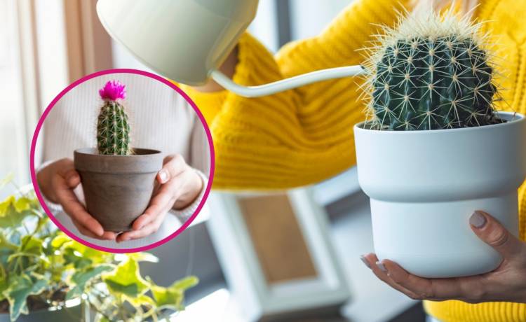 fot. shutterstock.com