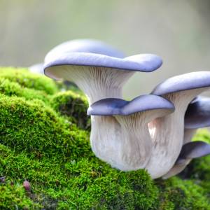 To już ten czas w roku! Rozpoczął się sezon na grzybobranie