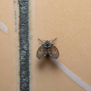 Ćmianki mogą uprzykrzyć życie. Jak zwalczyć uciążliwe owady? 