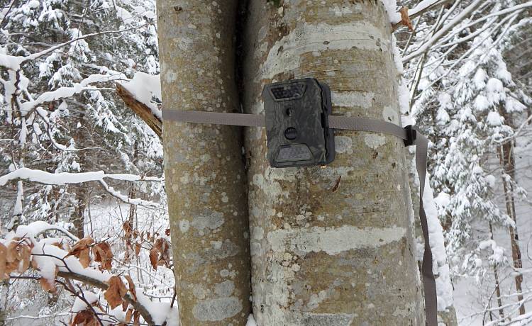 Dzik utknął w... paśniku tuż przed obiektywem fotopułapki! Internauci: "Nieładnie tak wchodzić do talerza" [FOTO]