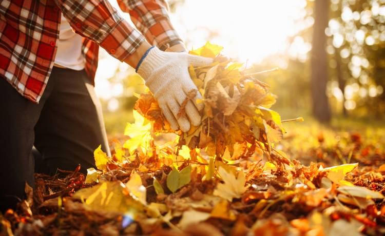 Uważaj przy sprzątaniu liści w ogrodzie. Grozi za to nawet 500 zł mandatu!