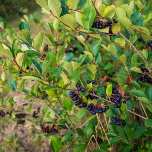 Dawniej ten owoc był podstawą domowych przetworów. Dziś sięgamy po niego rzadko 