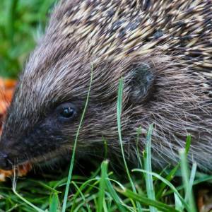 Jeże w twoim ogrodzie? Zobacz, jak sprawić, by wracały nawet zimą