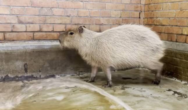 Co robić w walentynki? Kapibary z Wrocławia wzięły zmysłową kąpiel w płatkach róż... [WIDEO]