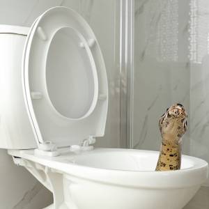 Internauci zamarli, gdy zobaczyli zdjęcia tego, co blokowało sedes i nieomal "połaskotało" mężczyznę [FOTO]