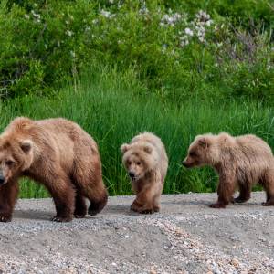 Niedźwiedzie "przywitały" ludzi niedaleko drogi nad Morskie Oko! "Opłata za przejście im się należy" [FOTO]