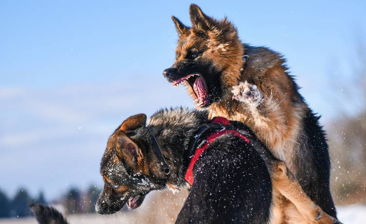 Wyszła z psem na spacer. Zostali brutalnie zaatakowani