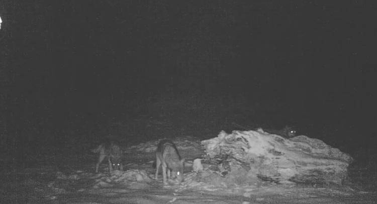 Sprzeczka wilków przed kamerą. Wyjątkowe nagranie trafiło do sieci! [WIDEO]