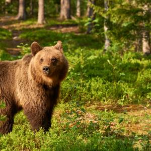 Mężczyzna walczył z niedźwiedziem w Tatrach. "Kopałem go ciągle w głowę"