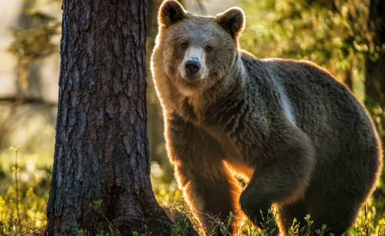Niedźwiedź "włamał się" do domu przez okno. Takiego finału nikt się nie spodziewał [WIDEO]