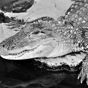 Aligatory zaatakowały starszą kobietę. Nie udało się jej uratować 