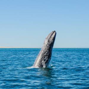 Płynęli łodzią, gdy spod wody wyłoniły się wieloryby. Nie uwierzysz, co zrobiły [WIDEO]