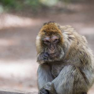 Małpa grasuje po ulicach i bije ludzi. Trwają jej poszukiwania