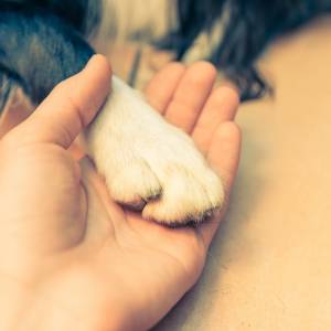 Pies zaklinował się w... kole samochodu! Potrzebna była interwencja strażaków