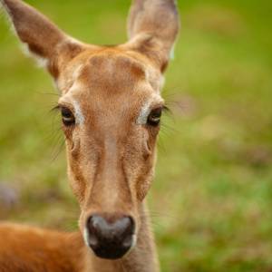 Mężczyzna od kilku miesięcy mieszkał z... sarną. Odpowie za to przed sądem