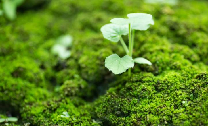 Kompostowanie zmarłych legalne w USA. Na czym polega ten proces?