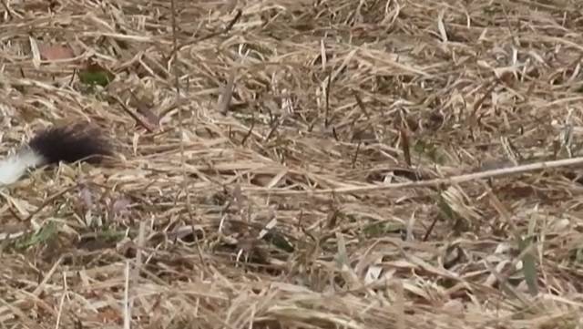 Tajemniczy gryzoń, który zmienia "garnitur" na zimę... Poznajecie? Takie nagranie to rzadkość! [WIDEO] 