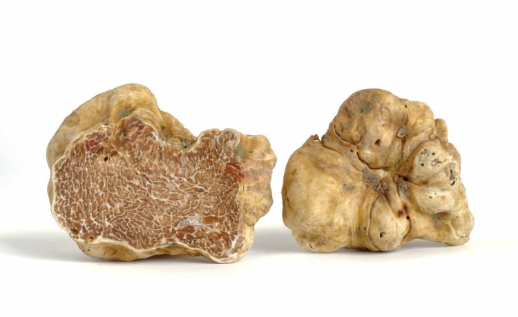 W Polsce też można szukać trufli!