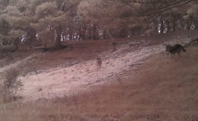 Atak dzika na... watahę wilków?! "Takich sytuacji w realu nie mamy okazji widzieć" [WIDEO]