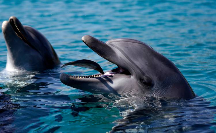 Pływak trafił do szpitala po tym, jak zaatakował go delfin