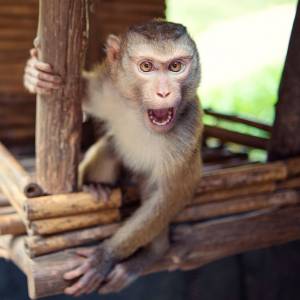Małpa uciekła właścicielowi i zaatakowała sąsiadkę. Kobieta mocno ucierpiała [WIDEO]