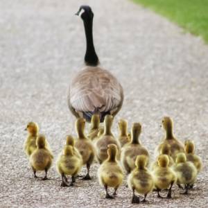 Coroczna parada kaczej mamy z kaczątkami przez szpitalny oddział [ZDJĘCIA]