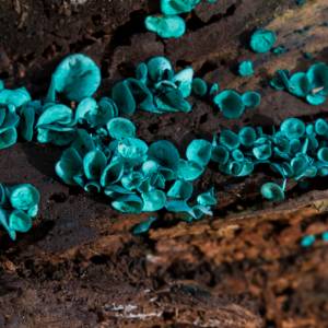 Odkrycie w podlaskim lesie! Tajemniczy grzyb zmieniający drzewa w zielone dzieła sztuki