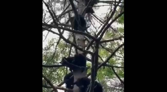 Drzewo pełne... niedźwiedzi! Niecodzienne nagranie robi furorę w sieci: "Niemożliwe, a jednak prawdziwe" [WIDEO]