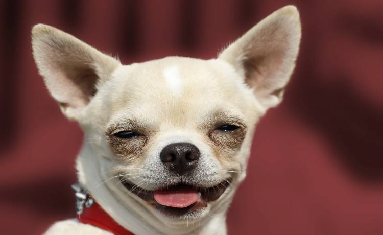 Zabawne zdjęcia zwierząt i ich opiekunów. Upodabniają się do właścicieli? [ZDJĘCIA]