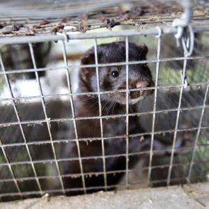 Hodowle norek zostaną zlikwidowane do 2025 roku. Powód: zagrożenie związane z Covid-19 w Kolumbii Brytyjskiej