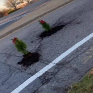 W dziurach na drodze zasadził drzewka! Niecodzienny sposób na naprawę jezdni [WIDEO]