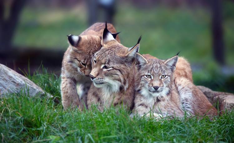 Małe rysie w obiektywie ukrytej kamery! Niecodzienne nagranie rozczuliło internautów: "Przepiękne" [WIDEO]