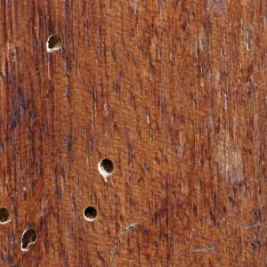 Kołatek domowy może całkowicie zniszczyć twoje meble. Jak go rozpoznać? 