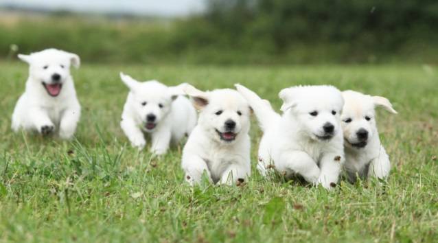 Stado szczeniaków rzuciło się na fotografa! To najsłodszy atak świata [WIDEO]