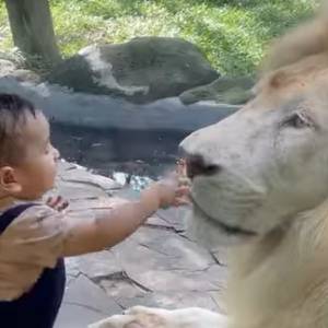 Maluch bawił się z lwem. To nagranie jest już hitem w sieci! [WIDEO]