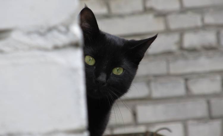 Kocia wyspa w Japonii. Na jednego mieszkańca przypada ich aż 35