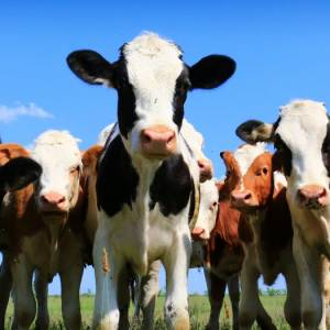 Zatrzymała go policja, bo nie miał przedniego zderzaka. Okazało się, że w bagażniku przewoził dwa... cielaki