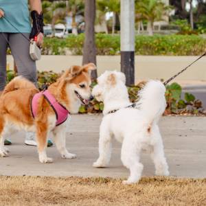 Do twojego psa podchodzą inne? To wcale nie powód do radości!