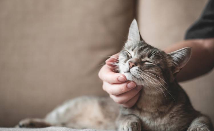 Tak koty okazują miłość! 5 oznak, że twój pupil naprawdę cię lubi 
