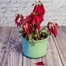 Co zrobić, żeby gwiazda betlejemska nie gubiła liści? Eksperci mówią jasno