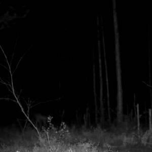 Film z fotopułapki wywołuje ciarki! "Szok, że udało Ci się coś takiego nagrać" [WIDEO]